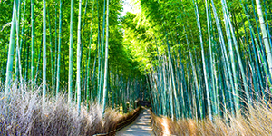 清水寺・金閣寺・嵐山 Half-Day Tour【昼出発　半日ツアー】