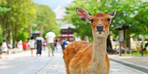 嵐山・金閣寺・奈良公園・東大寺 Day Tour